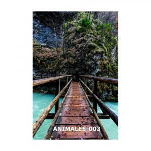 Point of view shot on a suspension bridge over a river in a forest